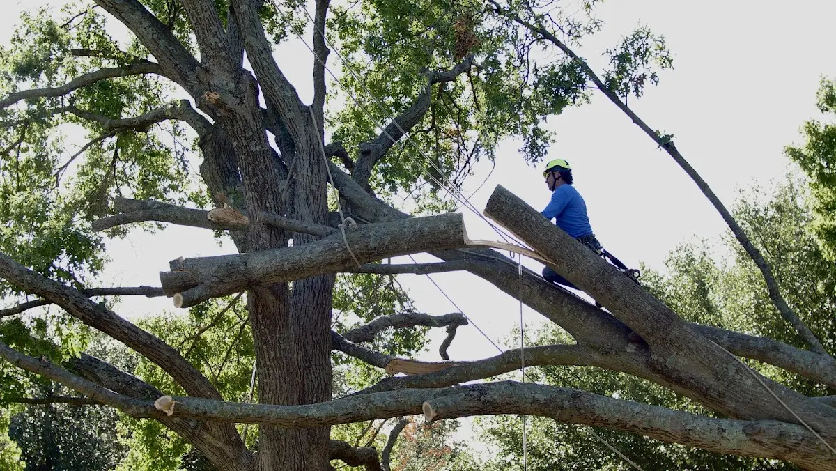 Professional Crown Thinning performed by certified arborists in Carmichael