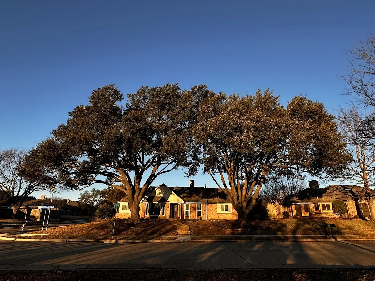 Established residential canopy tree shading a home in Carmichael