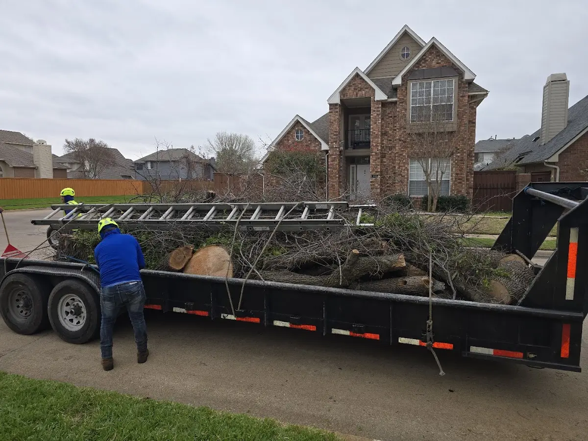 Expert Tree Pest Control with proper safety equipment in Carmichael